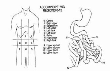 Dibujo que muestra las regiones del abdomen