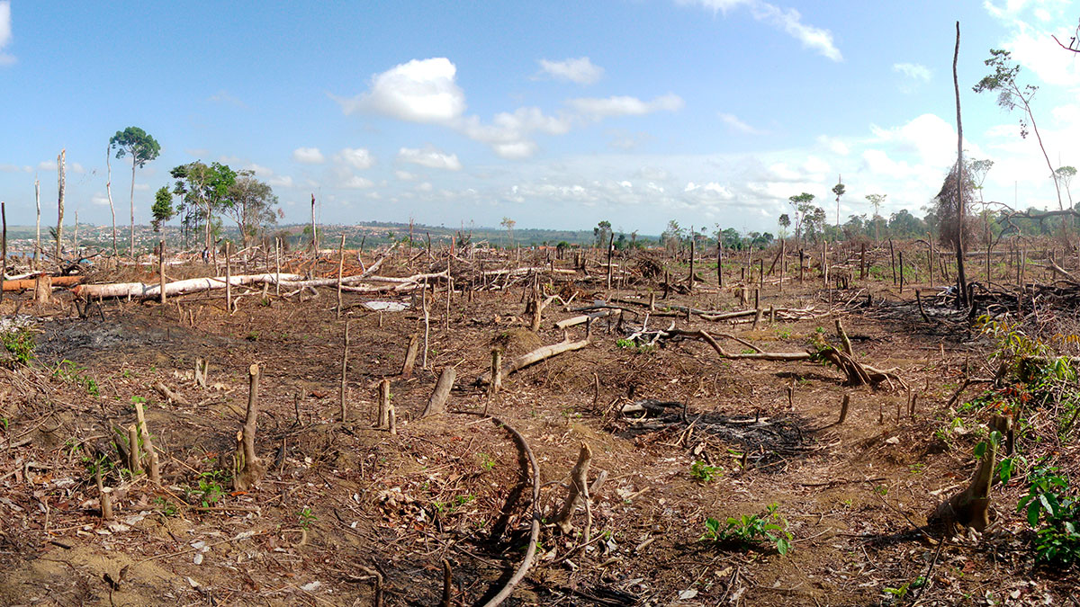 La deforestación podría provocar la transmisión de enfermedades de animales a humanos