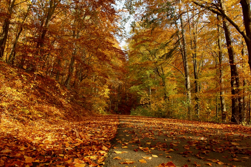 ¿Cómo afecta el otoño a la salud y al ánimo?