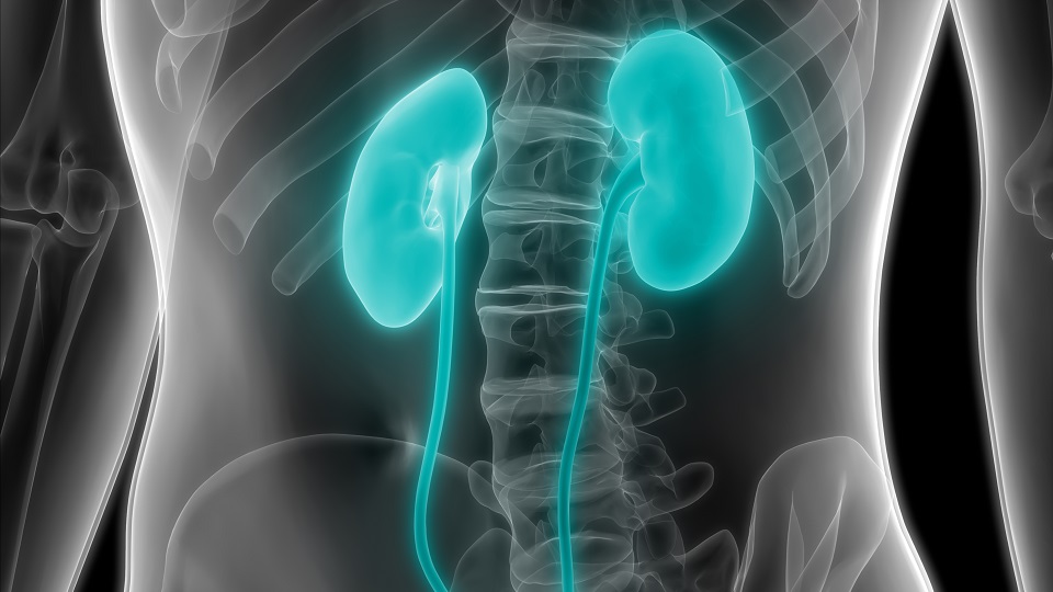 Diferencias entre urología y nefrología